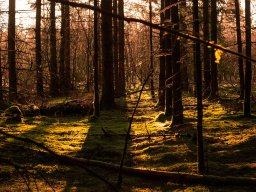 imgp588_morgenstemning i skoven